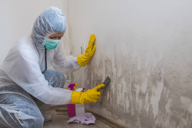 Best Crawl Space Mold Removal  in New Albany, IN