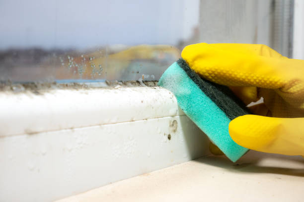 Best Emergency Mold Removal  in New Albany, IN
