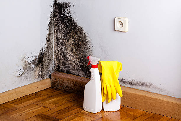 Professional Mold Removal in New Albany, IN